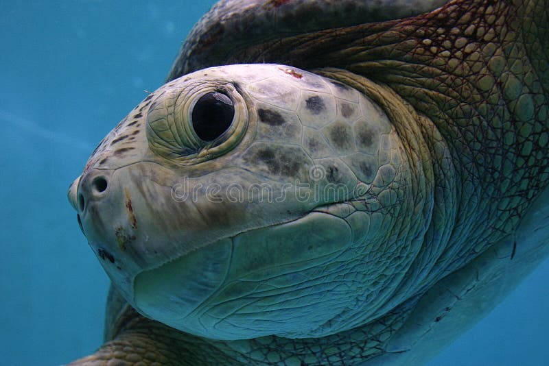 Frendly sea turtle gets a close up. Frendly sea turtle gets a close up