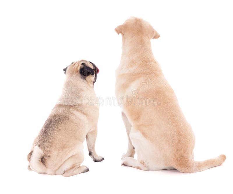Vriendschapsconcept - achtermening van twee het zitten honden die op w wordt geïsoleerd stock foto's Vriendschapsconcept - achtermening van twee het zitten honden die op w wordt geïsoleerd stock foto's