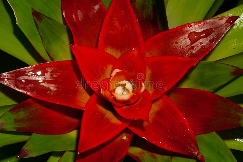 Vriesea Híbrido Bromeliaceae Planta Bromeliaceae Guzmania. Bromélia Ou Flor  De Vriesea No Jardim. Fechar a Bromélia Laranja. Foto de Stock - Imagem de  alaranjado, flora: 209476968