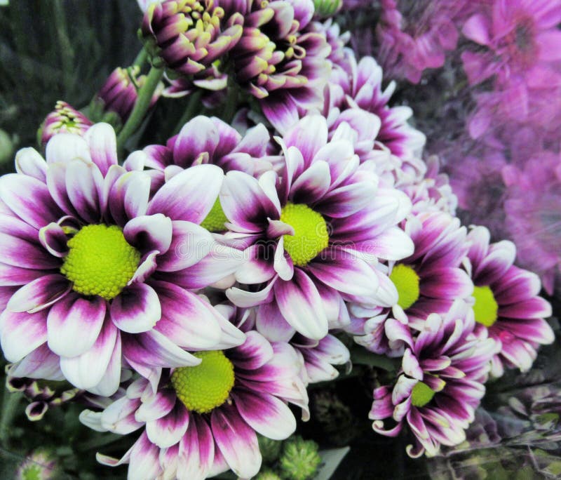 Vrij Helder & Aantrekkelijk Wit & Purper Gerbera-madeliefjeboeket stock foto Vrij Helder & Aantrekkelijk Wit & Purper Gerbera-madeliefjeboeket stock foto