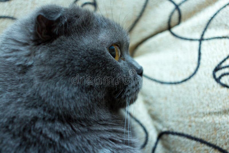 Vrij leuke gember kitten' s gezicht Selectieve nadruk cat' s gezichtsclose-up op de zij, blauwe Britse vouwen royalty-vrije stock afbeeldingen Vrij leuke gember kitten' s gezicht Selectieve nadruk cat' s gezichtsclose-up op de zij, blauwe Britse vouwen royalty-vrije stock afbeeldingen