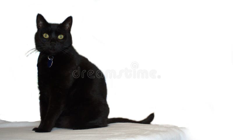 Vrij Zwarte Cat Poses voor de Camera stock fotografie Vrij Zwarte Cat Poses voor de Camera stock fotografie