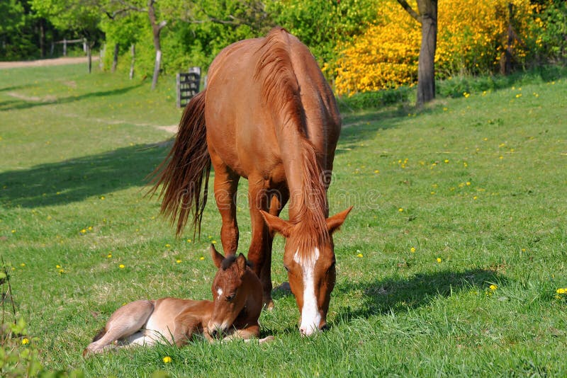 Chestnut mare with her cute foal,Czech republic. Chestnut mare with her cute foal,Czech republic.