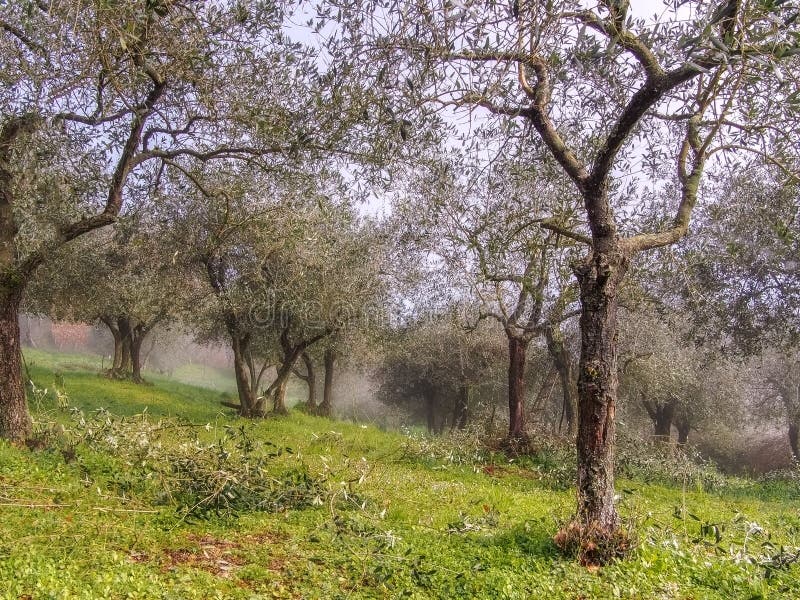 Vroege de lenteochtend, nog nevelig, in de Italiaanse olijfgaarden, Noord-Toscanië Lopend snoeien, vandaar ladder royalty-vrije stock afbeelding Vroege de lenteochtend, nog nevelig, in de Italiaanse olijfgaarden, Noord-Toscanië Lopend snoeien, vandaar ladder royalty-vrije stock afbeelding