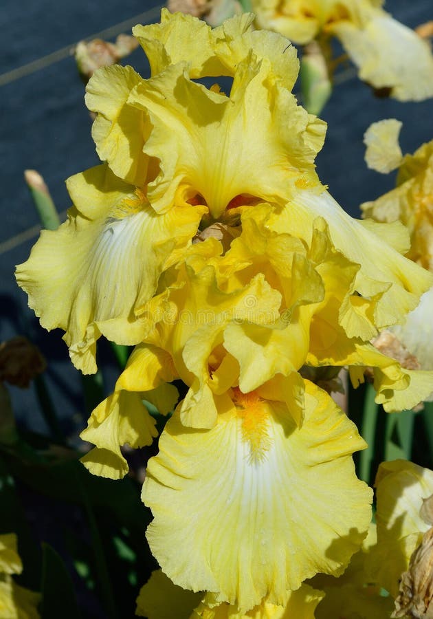 Vroege Meisjes Gebaarde Iris stock afbeelding Vroege Meisjes Gebaarde Iris stock afbeelding