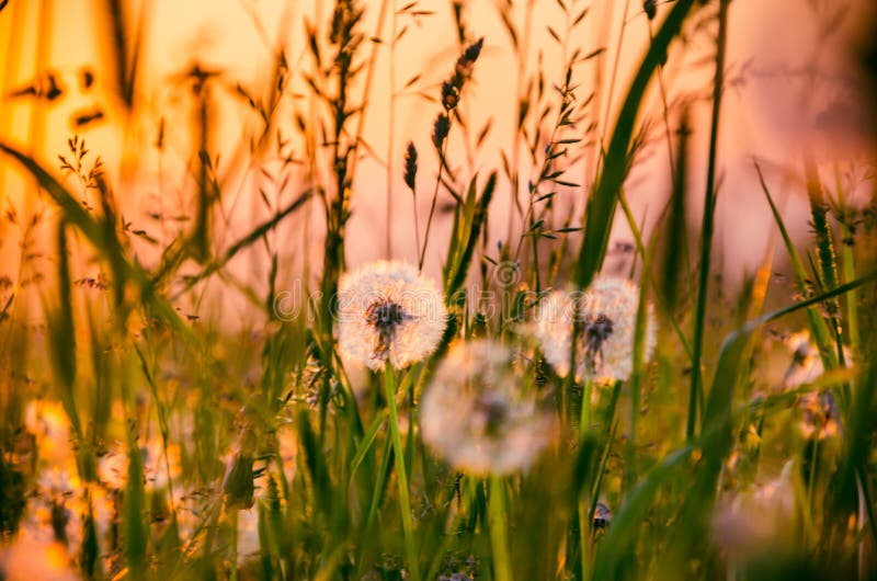 Vroege ochtend. bosverstopping in de mist royalty-vrije stock foto's