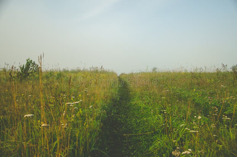 Vroege ochtend bosverstopping in de mist bospad royalty-vrije stock fotografie