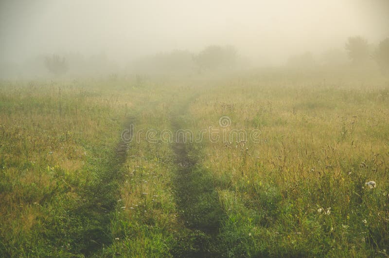 Vroege ochtend bosverstopping in de mist bospad stock afbeelding