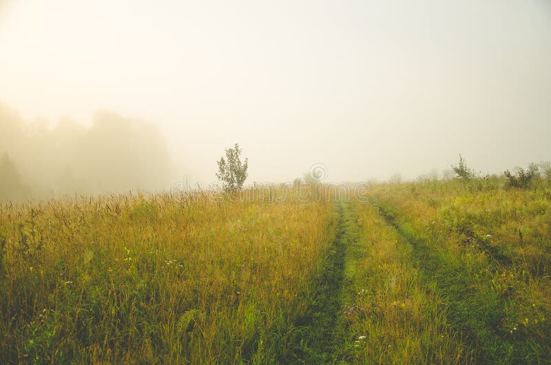 Vroege ochtend bosverstopping in de mist bospad royalty-vrije stock foto