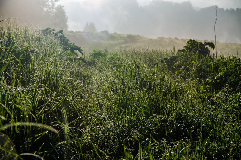 Vroege ochtend. bosverstopping in de mist. bospad royalty-vrije stock afbeelding
