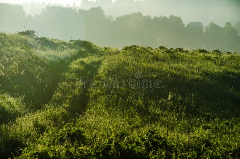 Vroege ochtend. bosverstopping in de mist. bospad royalty-vrije stock foto