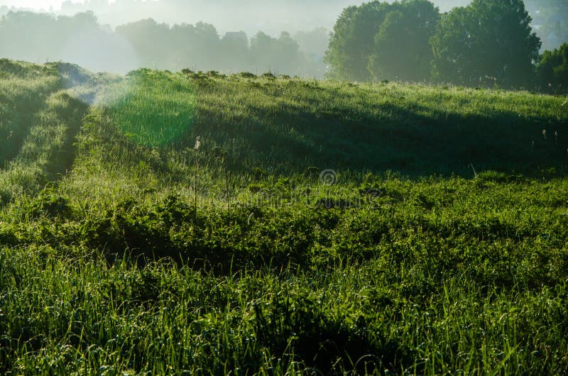 Vroege ochtend. bosverstopping in de mist. bospad stock afbeeldingen