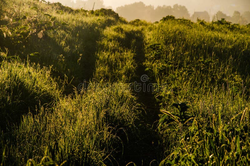 Vroege ochtend. bosverstopping in de mist. bospad stock afbeeldingen