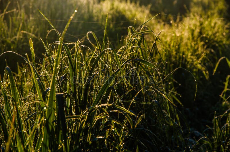 Vroege ochtend. bosverstopping in de mist. bospad royalty-vrije stock foto's