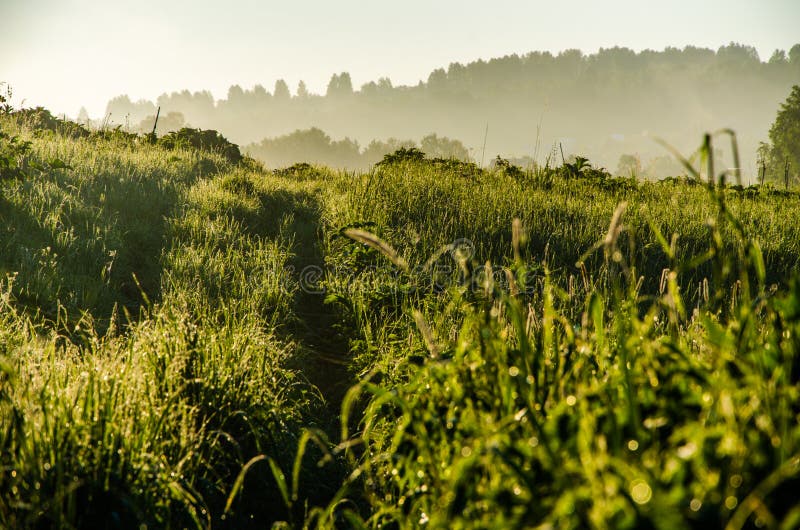 Vroege ochtend. bosverstopping in de mist. bospad royalty-vrije stock fotografie