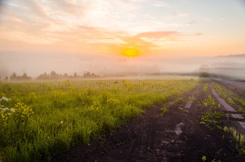 Vroege ochtend. bosverstopping in de mist. bospad stock fotografie
