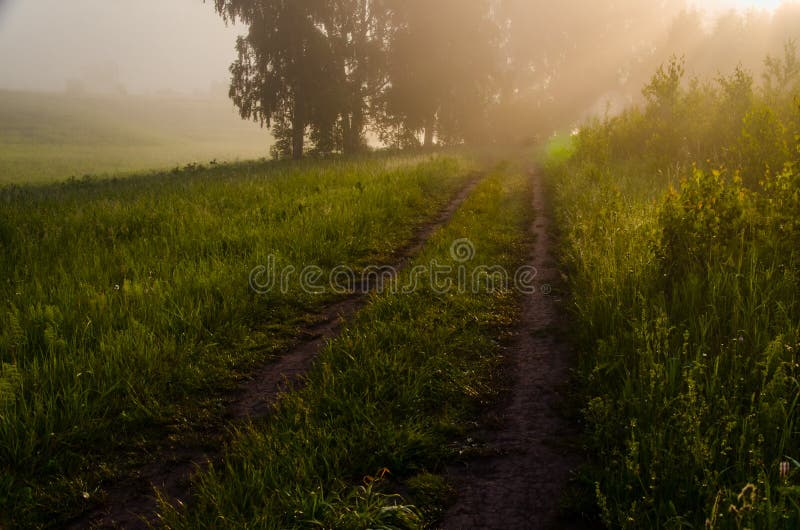 Vroege ochtend. bosverstopping in de mist. bospad stock fotografie