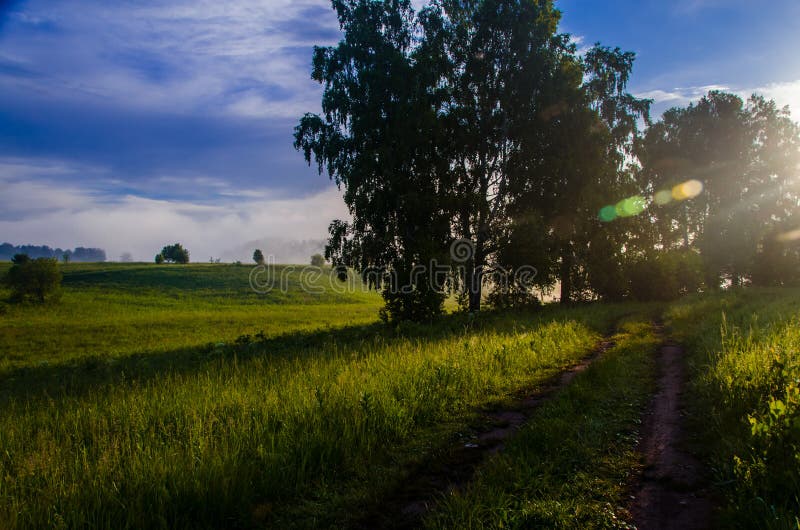 Vroege ochtend. bosverstopping in de mist. bospad stock foto