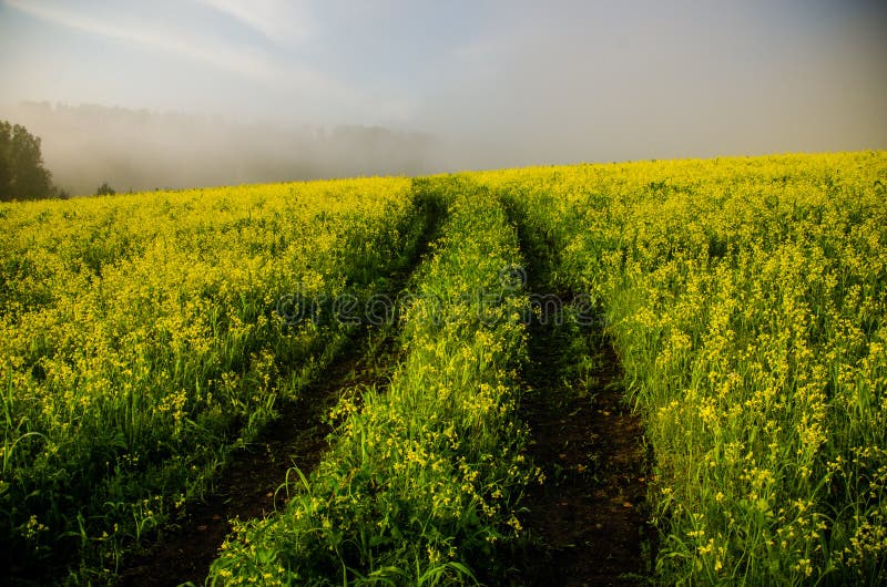 Vroege ochtend bosverstopping in de mist bospad royalty-vrije stock afbeelding
