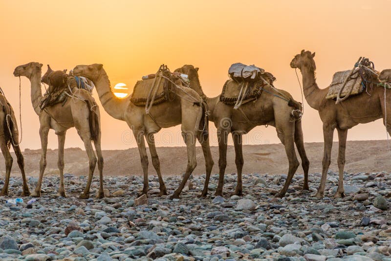 Early morning view of a camel caravan in Hamed Ela, Afar tribe settlement in the Danakil depression, Ethiopia. This caravan head to the salt mines. Early morning view of a camel caravan in Hamed Ela, Afar tribe settlement in the Danakil depression, Ethiopia. This caravan head to the salt mines.