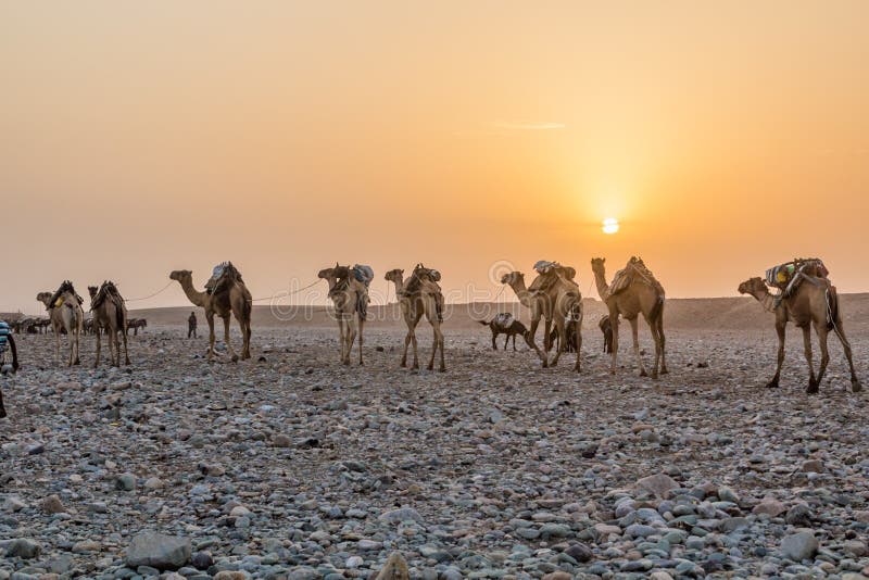 Early morning view of a camel caravan in Hamed Ela, Afar tribe settlement in the Danakil depression, Ethiopia. This caravan head to the salt mines. Early morning view of a camel caravan in Hamed Ela, Afar tribe settlement in the Danakil depression, Ethiopia. This caravan head to the salt mines.