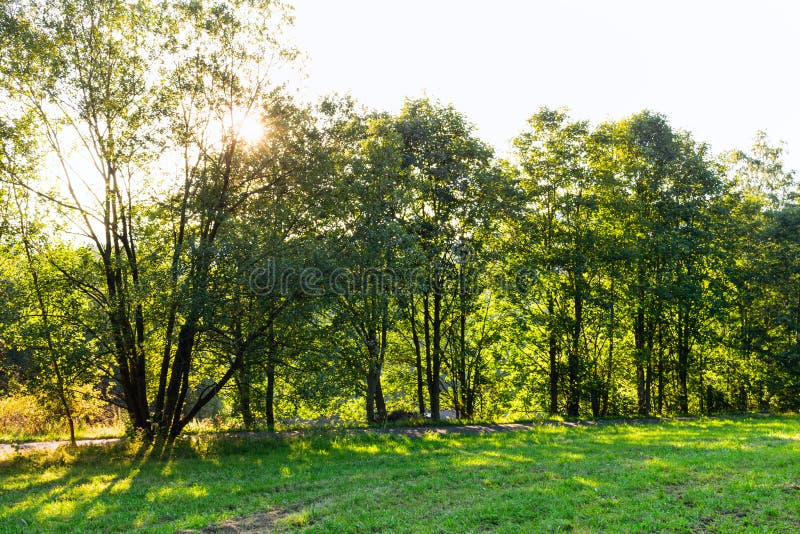 Vroege ochtend met zonnestralen door de eiken bos stock afbeelding Vroege ochtend met zonnestralen door de eiken bos stock afbeelding
