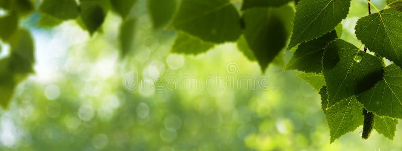 Vroeg in de ochtend in bosachtergronden royalty-vrije stock foto