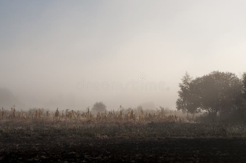 Vroege ochtend op het gebied met de herfstmist en dalingen van water in de lucht Tinten van bruin Niets zou kunnen ver weg zien B stock foto Vroege ochtend op het gebied met de herfstmist en dalingen van water in de lucht Tinten van bruin Niets zou kunnen ver weg zien B stock foto