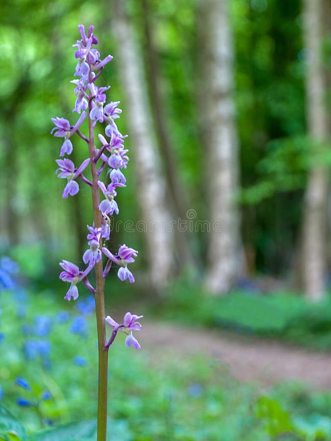 Download Vroege purpere orchidee stock afbeelding. Afbeelding bestaande uit navels - 54085265