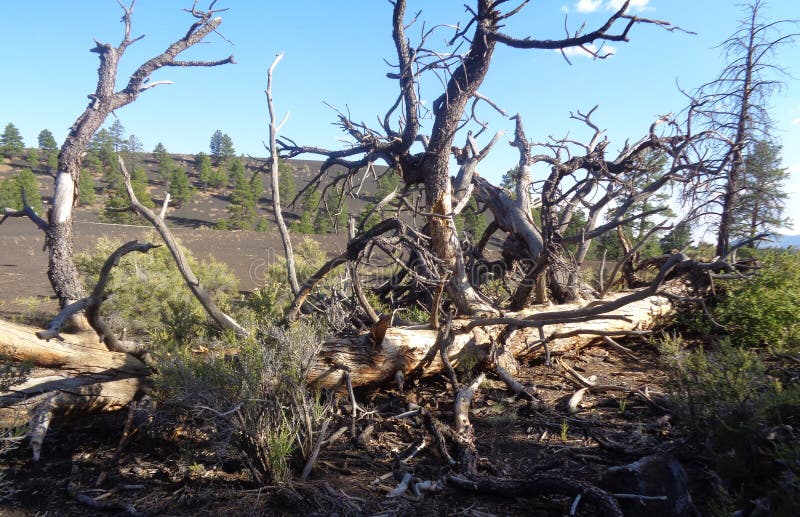 Vroege zomer in Arizona: Downed Dead Tree in Bonita Lava Flow Area of Sunset Crater Volcano National Monument stock afbeeldingen Vroege zomer in Arizona: Downed Dead Tree in Bonita Lava Flow Area of Sunset Crater Volcano National Monument stock afbeeldingen