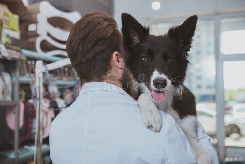 Vrolijke gebaarde mannelijke dierenarts die mooie hond onderzoeken stock afbeelding Vrolijke gebaarde mannelijke dierenarts die mooie hond onderzoeken stock afbeelding