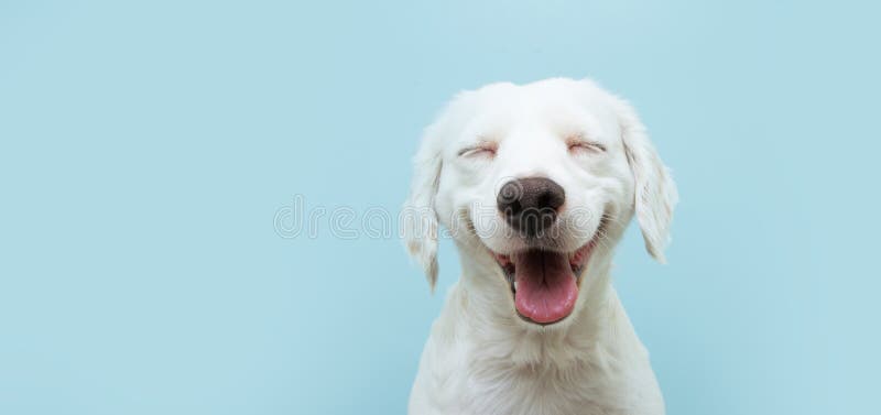 Vrolijke hondenpuppy glimlacht op gekleurde blauwe achtergrond