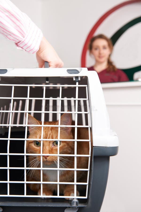 Vrouw die Cat To Vet In Carrier nemen royalty-vrije stock afbeelding Vrouw die Cat To Vet In Carrier nemen royalty-vrije stock afbeelding