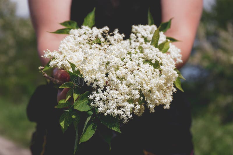 Vrouw die een bos van oudere bloemen in handen houden royalty-vrije stock foto Vrouw die een bos van oudere bloemen in handen houden royalty-vrije stock foto