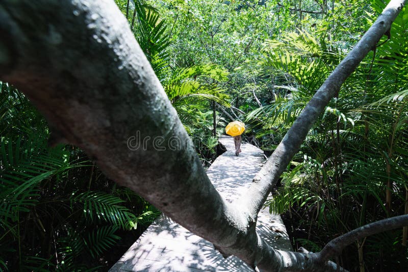 Vrouw die met gele paraplu door het mangrovebos lopen in Krabi-provincie, Thailand stock fotografie Vrouw die met gele paraplu door het mangrovebos lopen in Krabi-provincie, Thailand stock fotografie