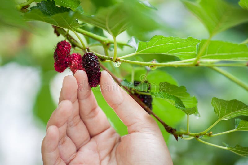 Vrouw die omhoog verse moerbeiboom met de hand plukken stock afbeelding
