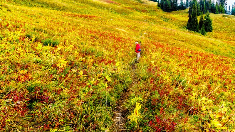 Vrouw die op Tod Mountain dichtbij het dorp van Zonpieken wandelen in BC Canada stock afbeelding Vrouw die op Tod Mountain dichtbij het dorp van Zonpieken wandelen in BC Canada stock afbeelding