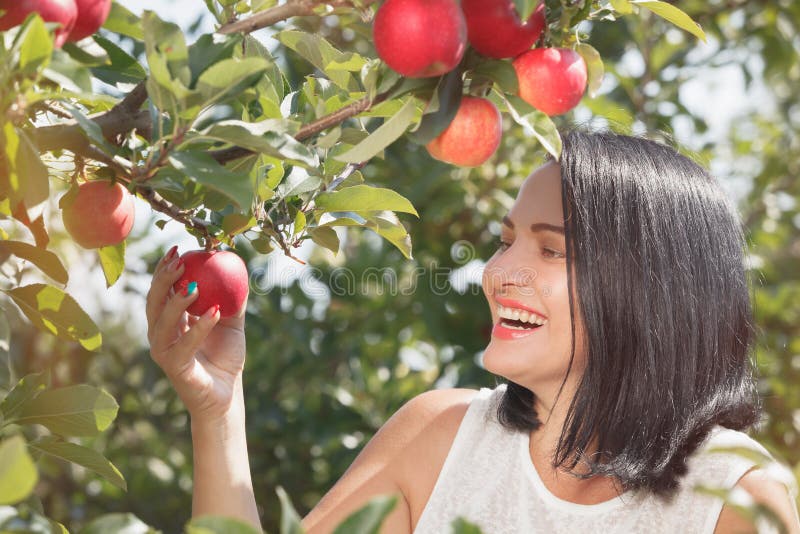 Vrouw het plukken appelen in de appelboomgaard stock fotografie Vrouw het plukken appelen in de appelboomgaard stock fotografie