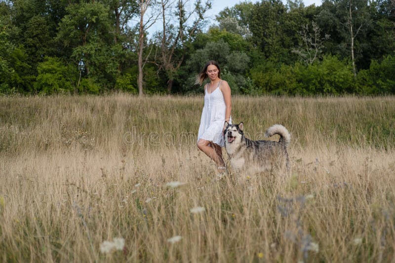 caucasian blonde woman in white dress walk with alaskan malamute dog in summer field. love and friendship between human and animal. caucasian blonde woman in white dress walk with alaskan malamute dog in summer field. love and friendship between human and animal.