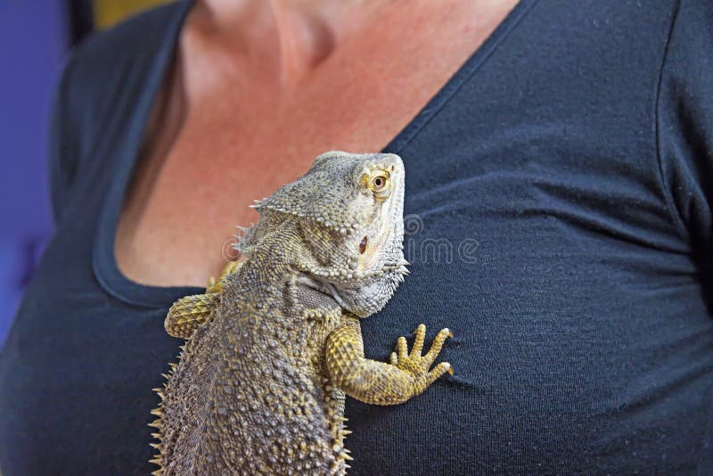 Vrouw met Agama hagedis op haar borst stock foto Vrouw met Agama hagedis op haar borst stock foto