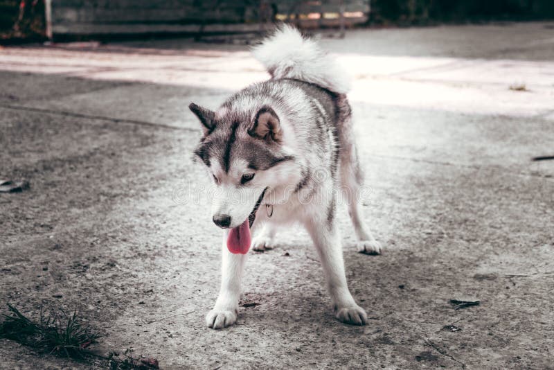 Grey fluffy Alaskan Malamute stands and rests in the Park on the paved road. Female Malamute, a huge friendly Northern sled dog breed. Grey fluffy Alaskan Malamute stands and rests in the Park on the paved road. Female Malamute, a huge friendly Northern sled dog breed