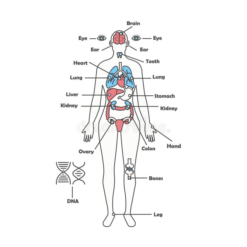 Vrouwelijk menselijk intern de organen vectordiagram van het anatomielichaam vector illustratie Vrouwelijk menselijk intern de organen vectordiagram van het anatomielichaam vector illustratie