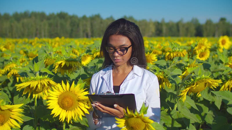 Vrouwelijke agronoom die kwaliteitscontrole op het gebied van zonnebloemen uitvoert