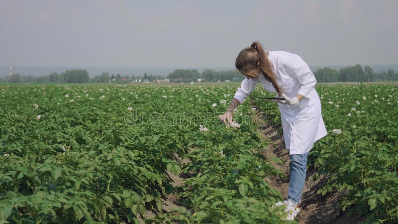 Vrouwelijke agronoom met tabletcomputer