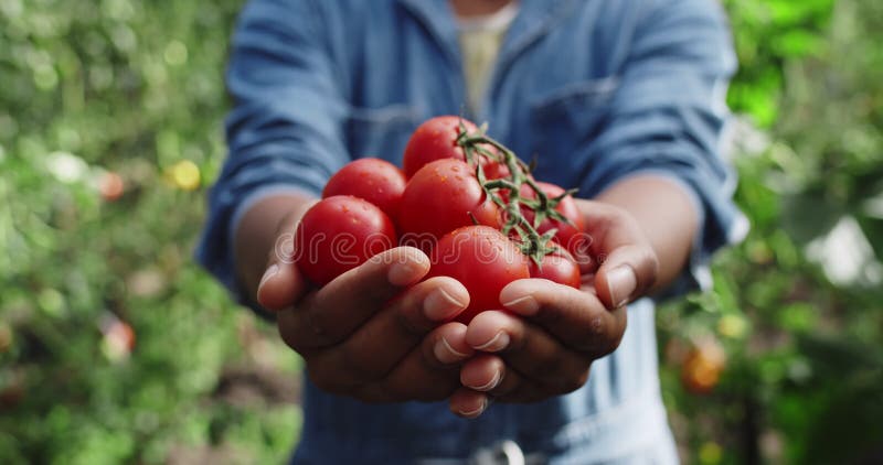 Vrouwelijke boer toont handvol pas geoogste rode tomaten.