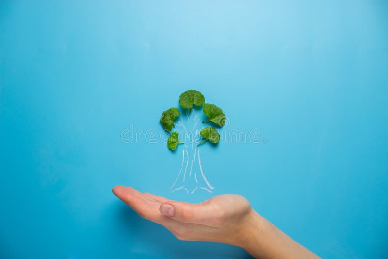 Vrouwelijke de boomschets van de handholding stock fotografie Vrouwelijke de boomschets van de handholding stock fotografie