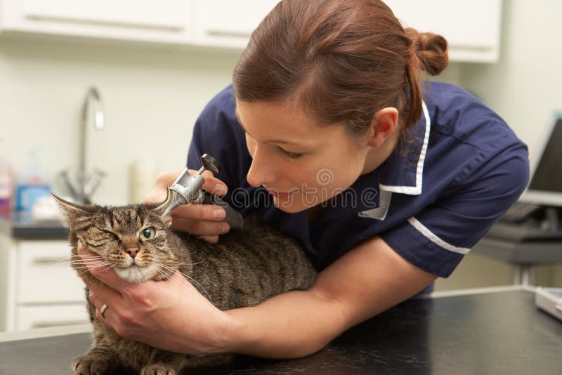 Vrouwelijke Dierenarts die Kat in Chirurgie onderzoekt stock foto Vrouwelijke Dierenarts die Kat in Chirurgie onderzoekt stock foto