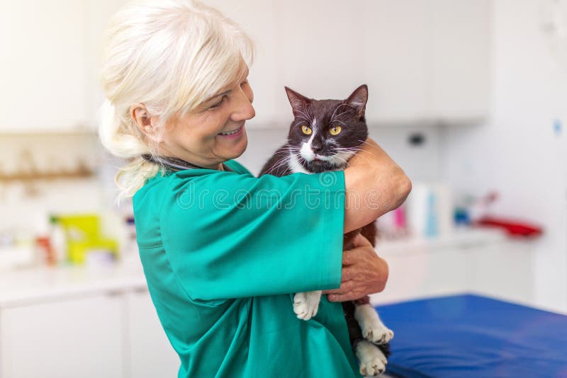 Vrouwelijke dierenarts met een kat in kliniek royalty-vrije stock foto Vrouwelijke dierenarts met een kat in kliniek royalty-vrije stock foto