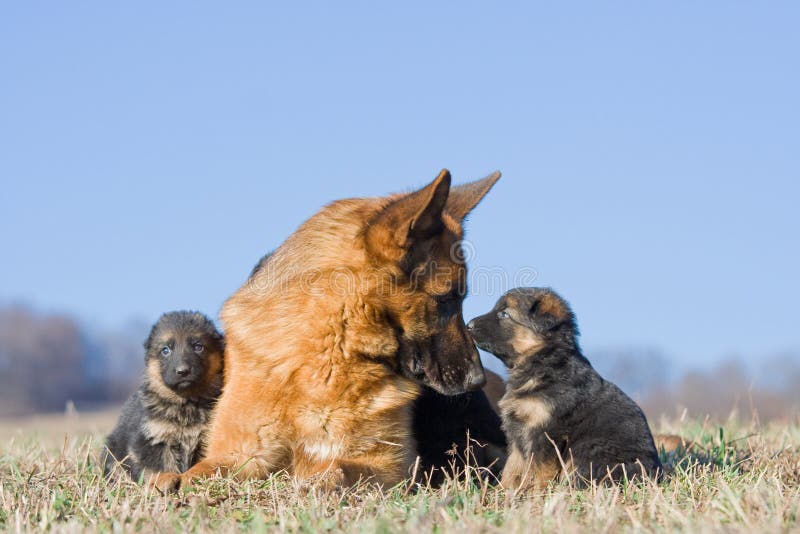 Vrouwelijke Duitse herderhond met twee puppy