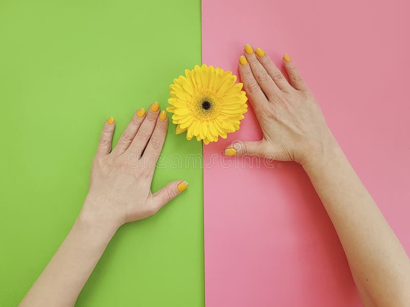 Vrouwelijke gele handenmanicure, het ontwerp van de gerberabloem modieus op een gekleurde achtergrond royalty-vrije stock foto's Vrouwelijke gele handenmanicure, het ontwerp van de gerberabloem modieus op een gekleurde achtergrond royalty-vrije stock foto's